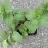 Mojito Mint Herb Plant 6-10" Height 4" Pot Garden Mint