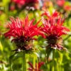 Monarda Didyma Jacob Cline Bee Balm Live Starter Plug - Red Flowering Perennial Plant