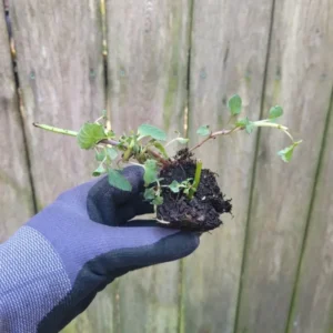 Monarda Didyma Jacob Cline Bee Balm Live Starter Plug - Red Flowering Perennial Plant