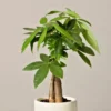 Money Tree Pachira Aquatica Guiana Chestnut Plant - 4 Inch Pot Indoor