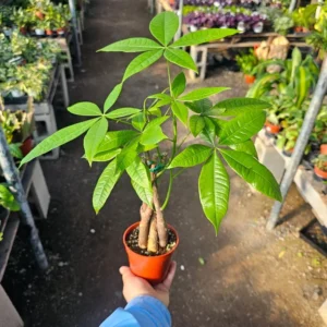 Money Tree Pachira Aquatica Guiana Chestnut Plant - 4 Inch Pot Indoor