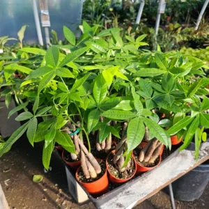 Money Tree Pachira Aquatica Guiana Chestnut Plant - 4 Inch Pot Indoor