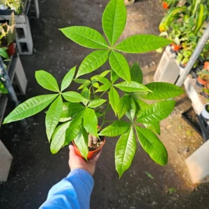 Money Tree Pachira Aquatica Guiana Chestnut Plant - 4 Inch Pot Indoor