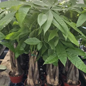 Money Tree Pachira Aquatica Guiana Chestnut Plant - 4 Inch Pot Indoor