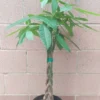 Money Tree Plant - Feng Shui Good Luck Tree with Plant Food - Indoor Office Decor