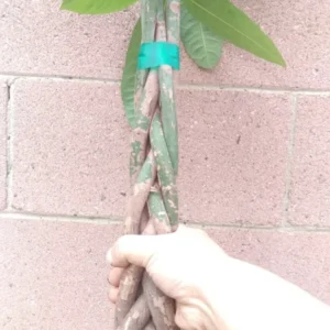 Money Tree Plant - Feng Shui Good Luck Tree with Plant Food - Indoor Office Decor