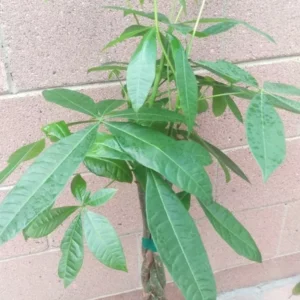 Money Tree Plant - Feng Shui Good Luck Tree with Plant Food - Indoor Office Decor