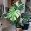 Monstera Thai Constellation Rooted Plant 3 inch Pot Variegated