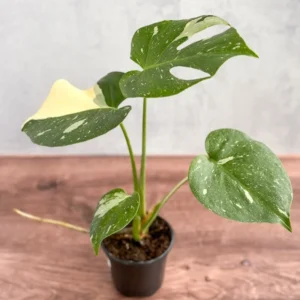 Monstera Thai Constellation Rooted Plant 3 inch Pot Variegated