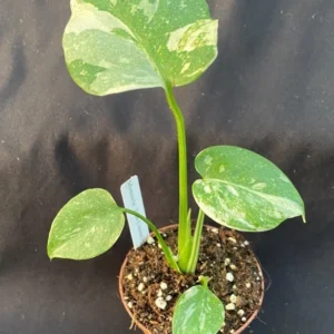 Monstera Thai Constellation Rooted Plant 3 inch Pot Variegated
