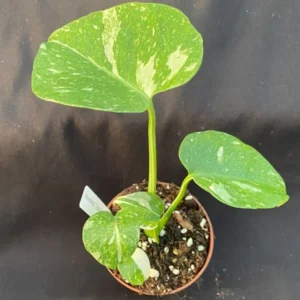 Monstera Thai Constellation Rooted Plant 3 inch Pot Variegated