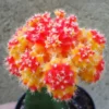 Moon Cactus Yellow/Red Gymnocalycium Mihanovichii 2.5" Pot Grafted Succulent