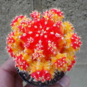 Moon Cactus Yellow/Red Gymnocalycium Mihanovichii 2.5