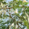 Moringa Oleifera Plant - Malunggay Live Starter Plants 5-10" Tall - 2 Plants Per Pot