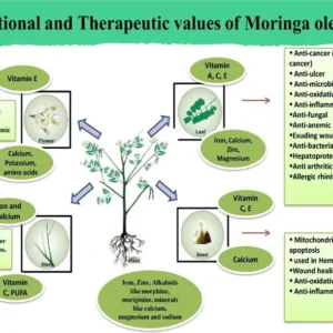 Moringa Oleifera Plant - Malunggay Live Starter Plants 5-10