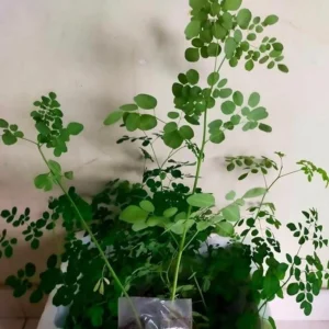 Moringa Oleifera Plant - Malunggay Live Starter Plants 5-10