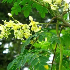 Moringa Oleifera Plant - Malunggay Live Starter Plants 5-10