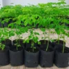 Moringa Oleifera Tree 4-Pack - White Horseradish Drumstick Live Plants 5-12 inch