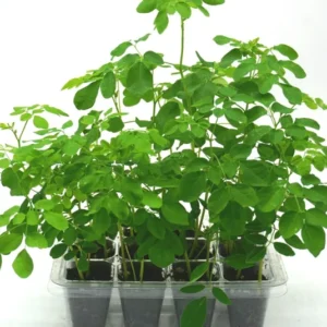 Moringa Oleifera Tree 4-Pack - White Horseradish Drumstick Live Plants 5-12 inch