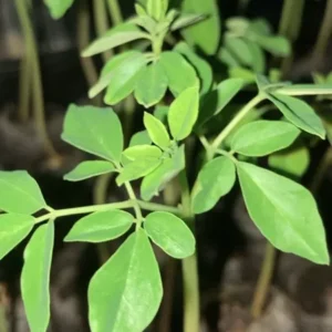 Moringa Oleifera Tree 4-Pack - White Horseradish Drumstick Live Plants 5-12 inch