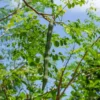 Moringa Oleifera Tree 6-Pack - Live Seedling Plants - 5-12 inch - Green - Herbs and Trees