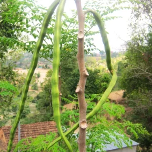 Moringa Oleifera Tree 6-Pack - Live Seedling Plants - 5-12 inch - Green - Herbs and Trees