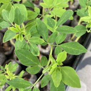 Moringa Oleifera Tree 6-Pack - Live Seedling Plants - 5-12 inch - Green - Herbs and Trees