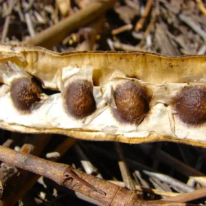 Moringa Plant Tree 20-24 Inch Tall - Miracle Drumstick Horseradish Tree