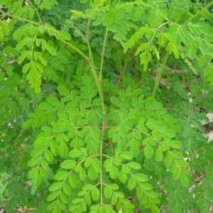 Moringa Plant Tree 20-24 Inch Tall - Miracle Drumstick Horseradish Tree