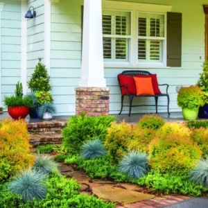 Mr Bowling Ball Arborvitae Plant 6-12 Inch Tall Shrub in Quart Pot