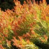 Mr Bowling Ball Arborvitae Plant 6-12 Inch Tall Shrub in Quart Pot