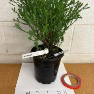 Mr Bowling Ball Arborvitae Plant - Gallon Trade Pot - Green Evergreen Shrub