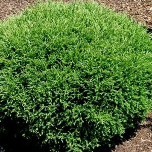 Mr Bowling Ball Arborvitae Tree - 6-12 Inch Plant in Qt Pot