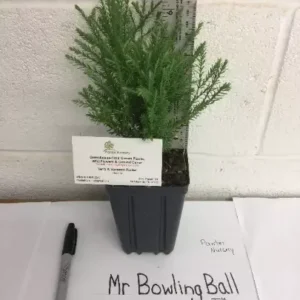 Mr Bowling Ball Arborvitae Tree - 6-12 Inch Plant in Qt Pot