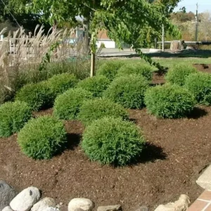 Mr Bowling Ball Arborvitae Tree - 6-12 Inch Plant in Qt Pot