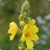 Mullein Plant Verbascum Thapsus - 5 Organic Bare Root Native Wildflower Plants