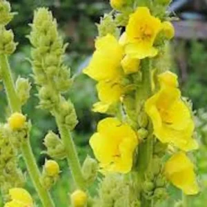 Mullein Plant Verbascum Thapsus - 5 Organic Bare Root Native Wildflower Plants