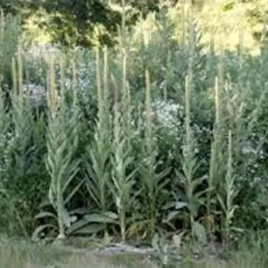 Mullein Plant Verbascum Thapsus - 5 Organic Bare Root Native Wildflower Plants