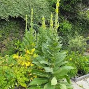 Mullein Plant Verbascum Thapsus - 5 Organic Bare Root Native Wildflower Plants