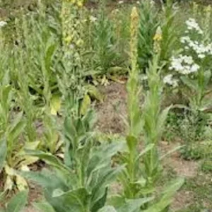 Mullein Plant Verbascum Thapsus - 5 Organic Bare Root Native Wildflower Plants