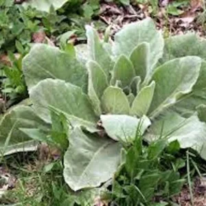 Mullein Plant Verbascum Thapsus - 5 Organic Bare Root Native Wildflower Plants