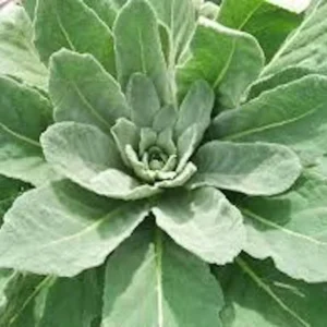 Mullein Plant Verbascum Thapsus - 5 Organic Bare Root Native Wildflower Plants