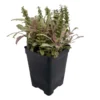 Multicolor Ajuga reptans Ground Cover 2.5" Pot - Carpet Bugle Fairy Garden Plant
