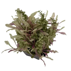 Multicolor Ajuga reptans Ground Cover 2.5