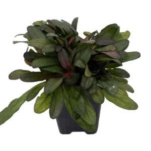 Multicolor Ajuga reptans Ground Cover 2.5