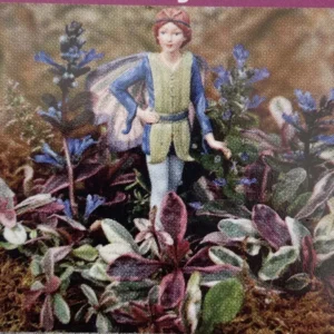Multicolor Ajuga reptans Ground Cover 2.5