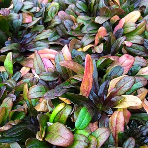 Multicolor Ajuga reptans Ground Cover 2.5