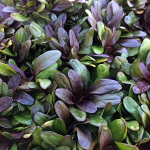 Multicolor Ajuga reptans Ground Cover 2.5