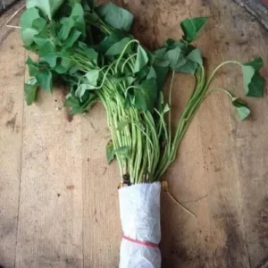 Murasaki Sweet Potato Slips - 10 Japanese Red Sweet Potato Plants - Non GMO