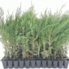 Murray Cypress Tree 3-Pack Live Plants - Upright Evergreen Privacy Screen Starter Landscape Plant